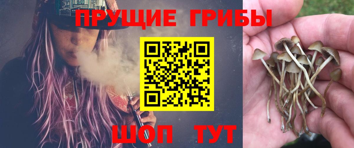 Псилоцибиновые грибы Cubensis  Гусь-Хрустальный 